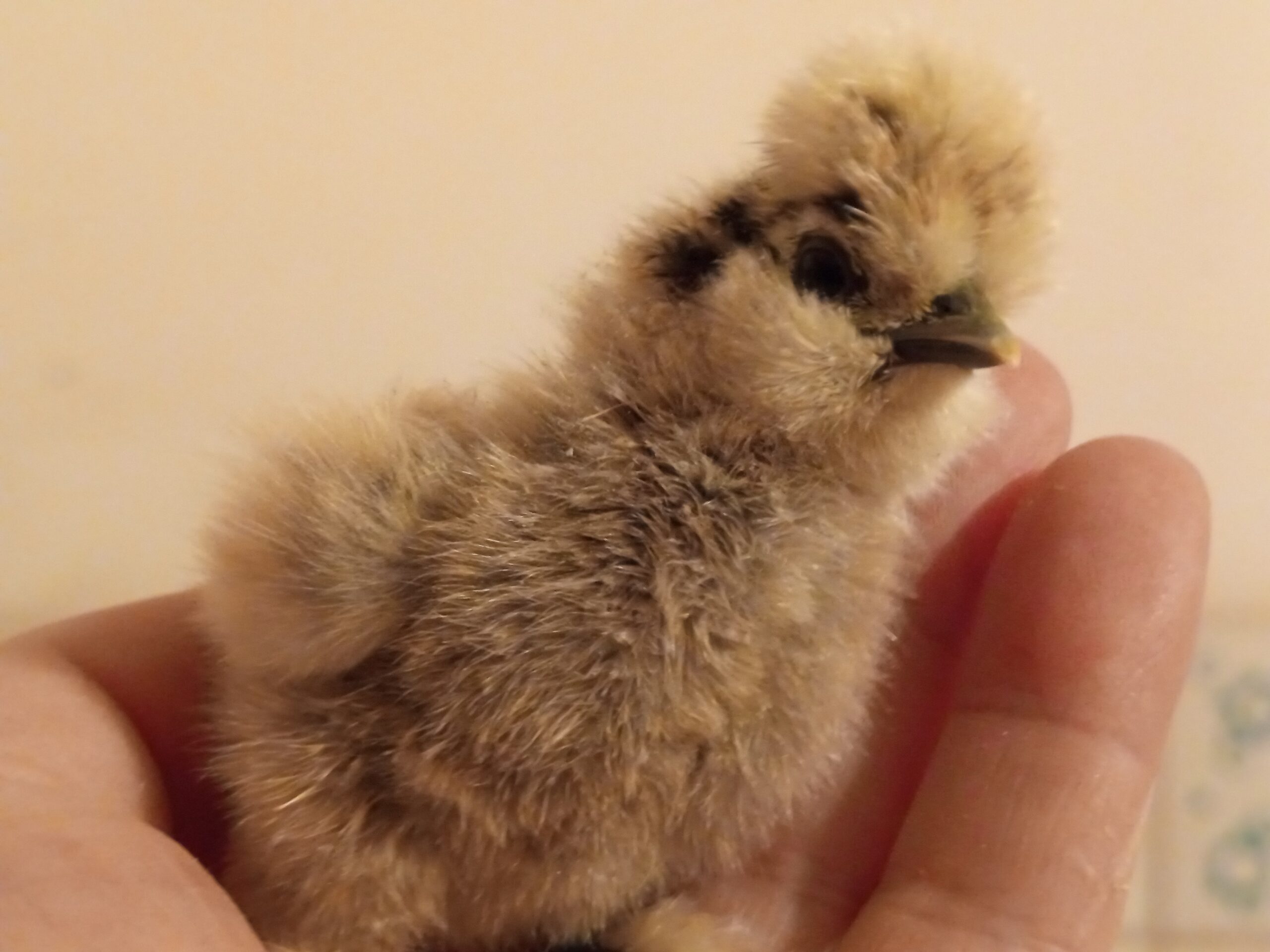 New Chicks Arrive, Bringing a Dash of Mystery!